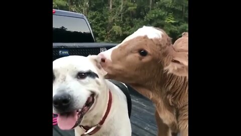 Licks vs Noms