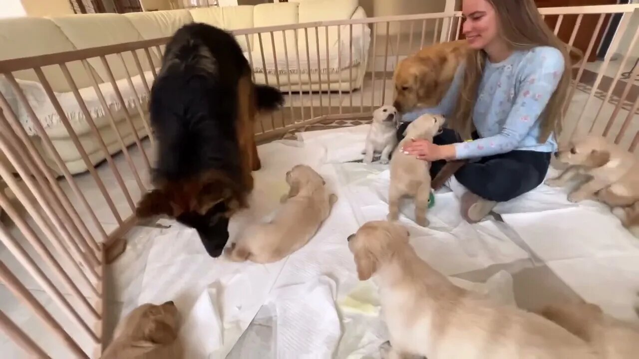 German Shepherd Meets Puppies for The First Time