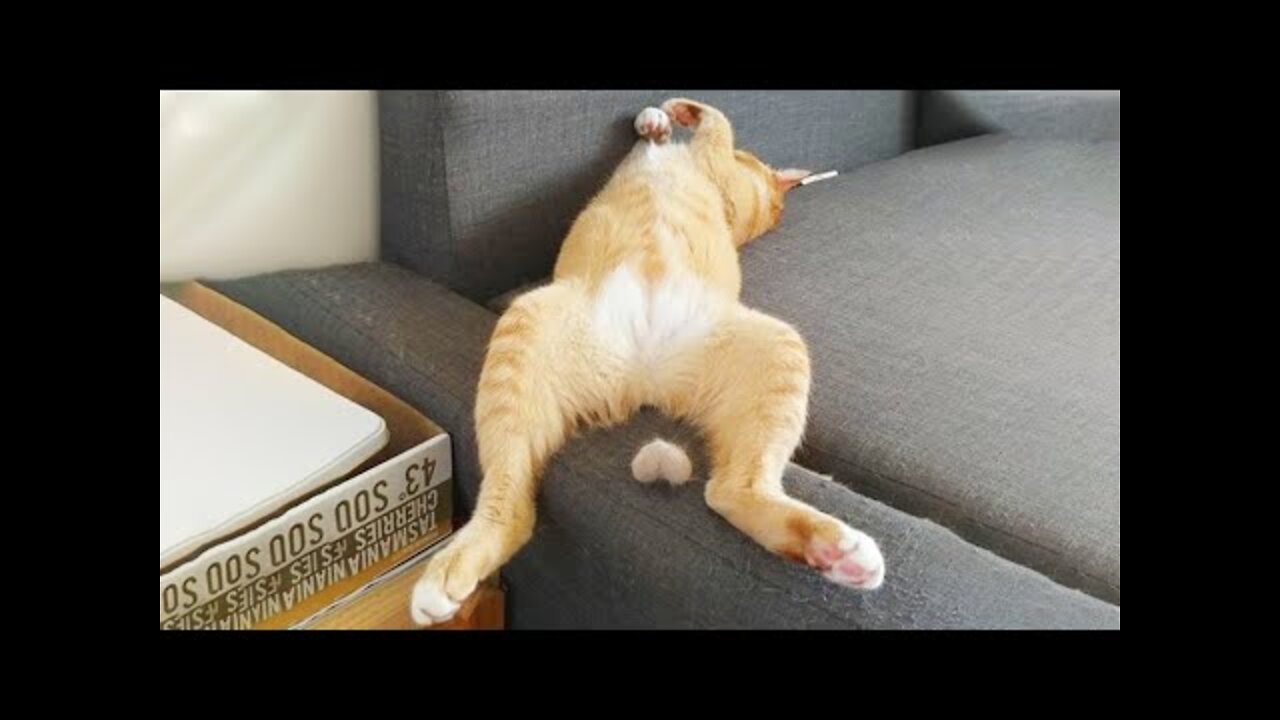 Try Not To Laugh - Funny Cats And Dog Reactions 😹