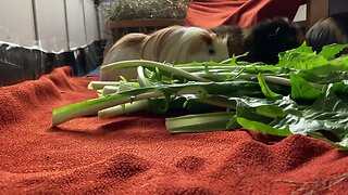 Guinea pigs explore their clean home