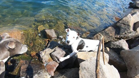 Playing fetch in devils lake