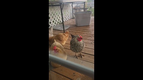Chickens are Dinosaurs