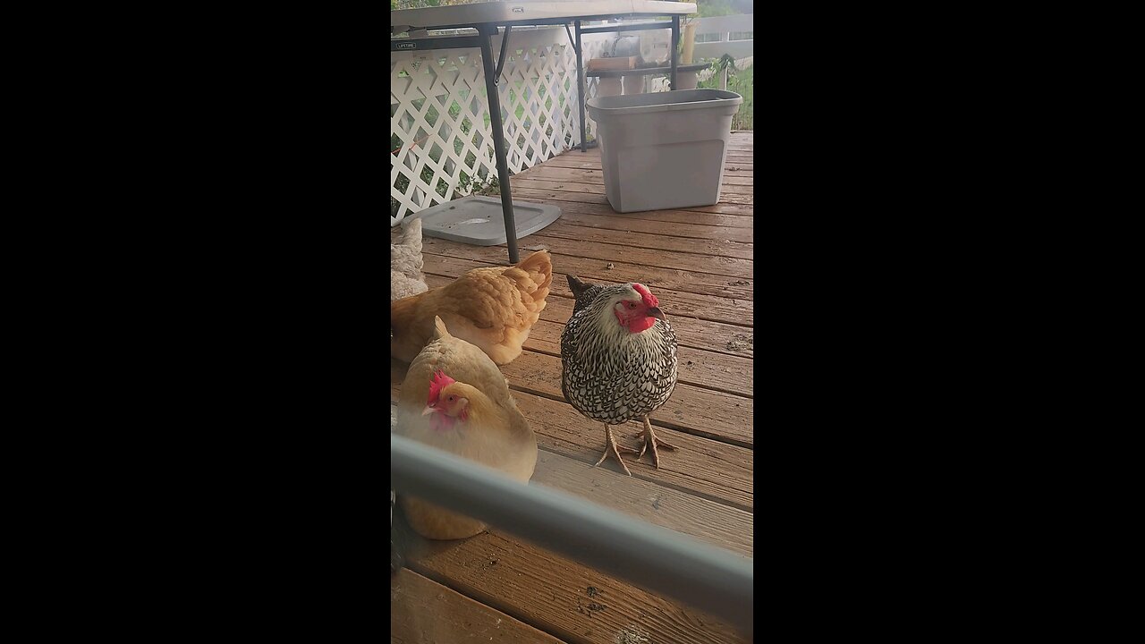 Chickens are Dinosaurs