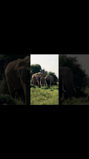 Amboseli Super-tusker Elephant "Craig"
