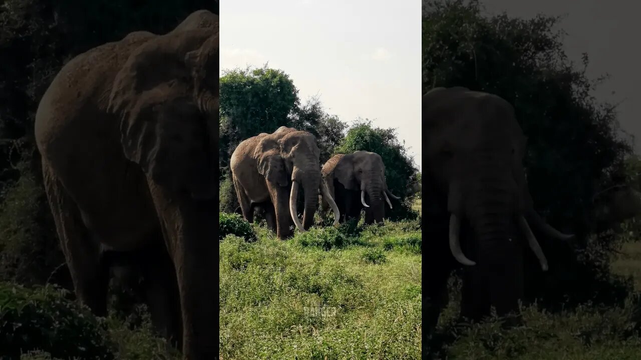 Amboseli Super-tusker Elephant "Craig"