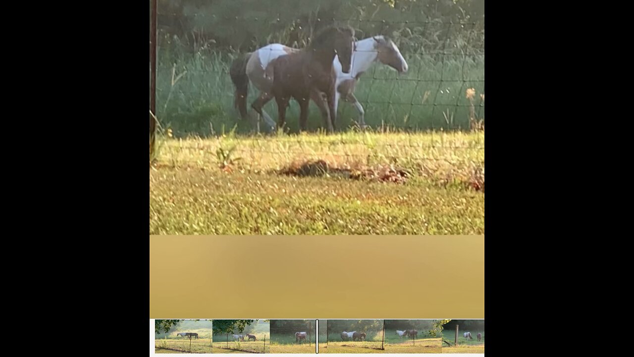 The best way to start the morning is watching a little frisky horseplay