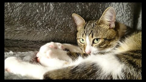 Cat Photography