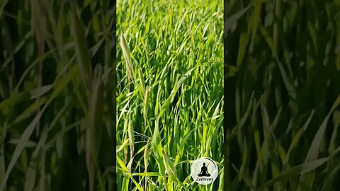 Tall Oatgrass Sway in the Wind | Peaceful Nature Video