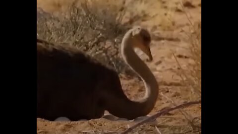 Cheetah Too Fast! A Mother's High-Speed Chase with an Ostrich