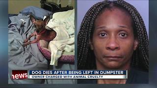 Woman arrested after Chihuahua is found in Winter Haven dumpster