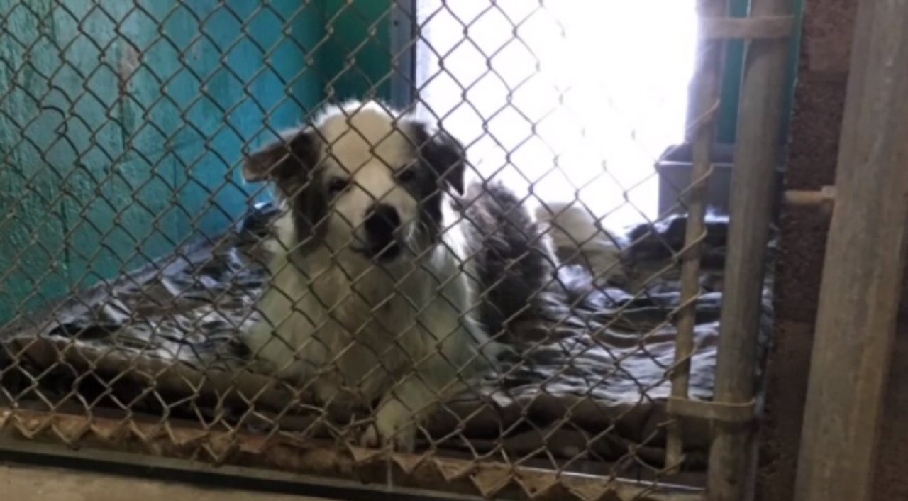 Humane Network appointed trustee of Nevada SPCA in Las Vegas