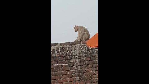 monkey🐒🐒 #funny #comedy#viral #trending #monkey #shorts #yt
