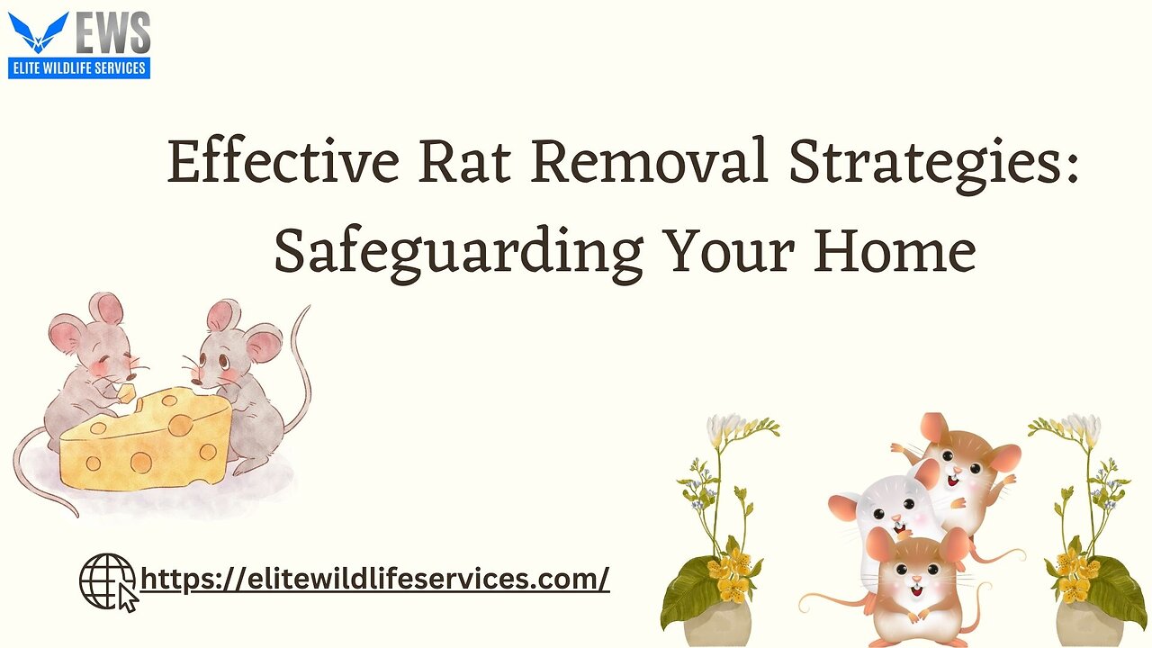 Effective Rat Removal Strategies Safeguarding Your Home