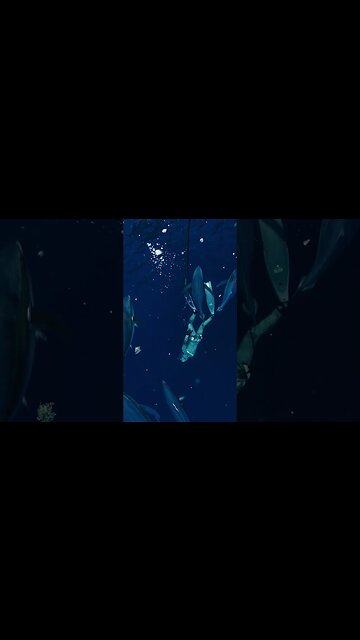 Just crazy Tuna bait balls - Scenes from "The New York Dive." #shorts