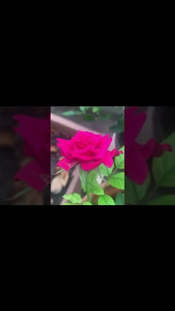 Little rose that I grew myself -still blooming #flower #rose #redrose