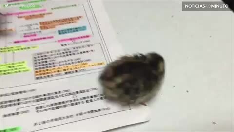 Esta codorna decidiu que seu dono já estudou o suficiente