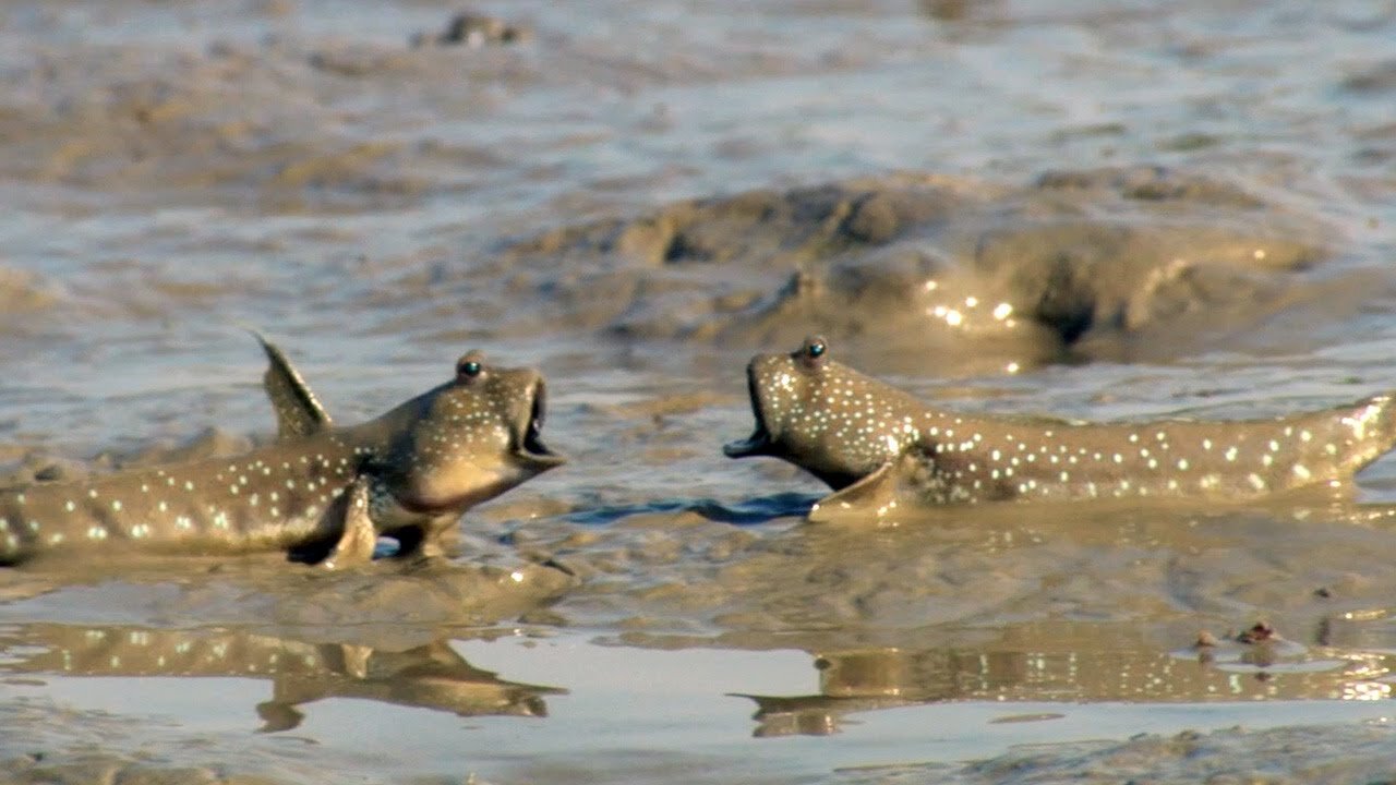 Walking Fish and Fiddler Crabs Dine on a Muddy Buffet