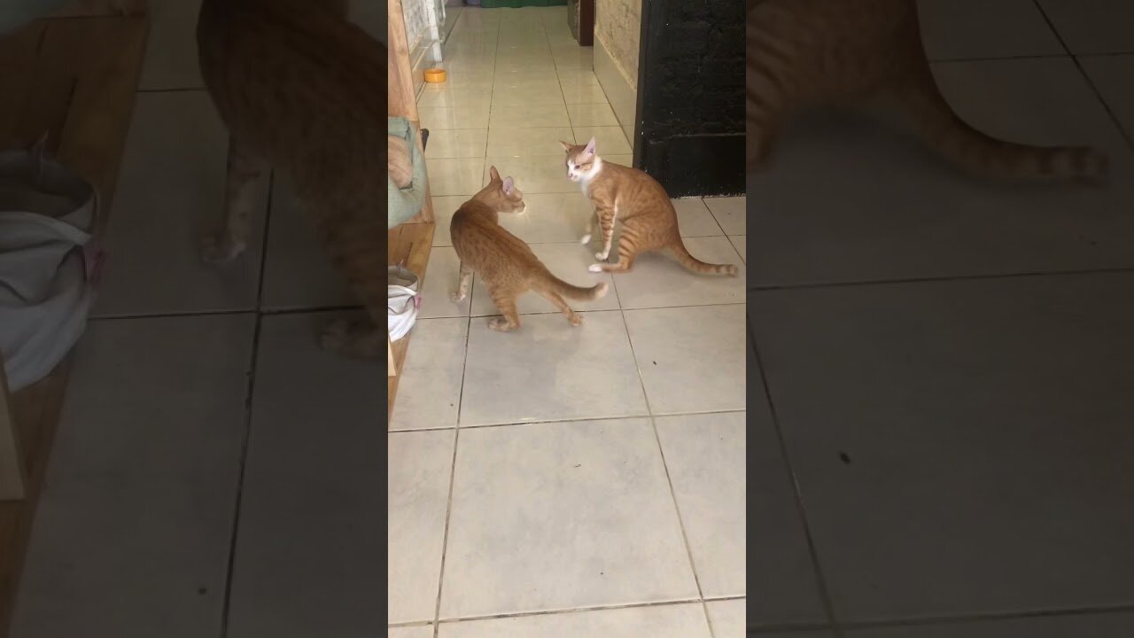 WTF! Fighting each other??