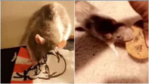 Colto in fragrante mentre ruba un biscotto!