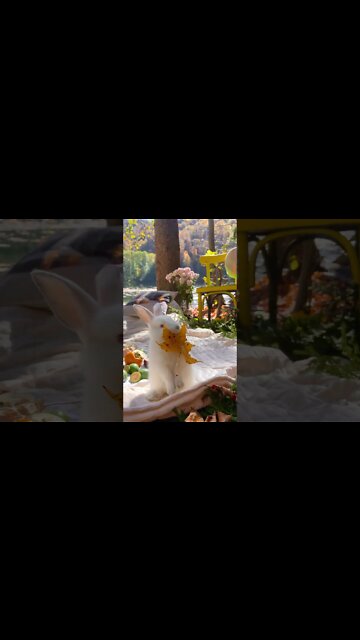 #Shorts #Rabbit #Peace #Love #Care