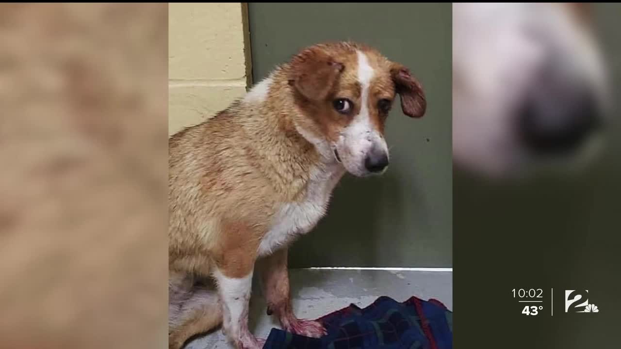 Tulsans Petition To Enforce Animal Cruelty Laws