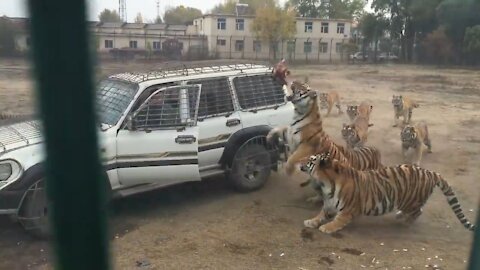 Tigers So Much Hungry & Hunt Hen 🐔