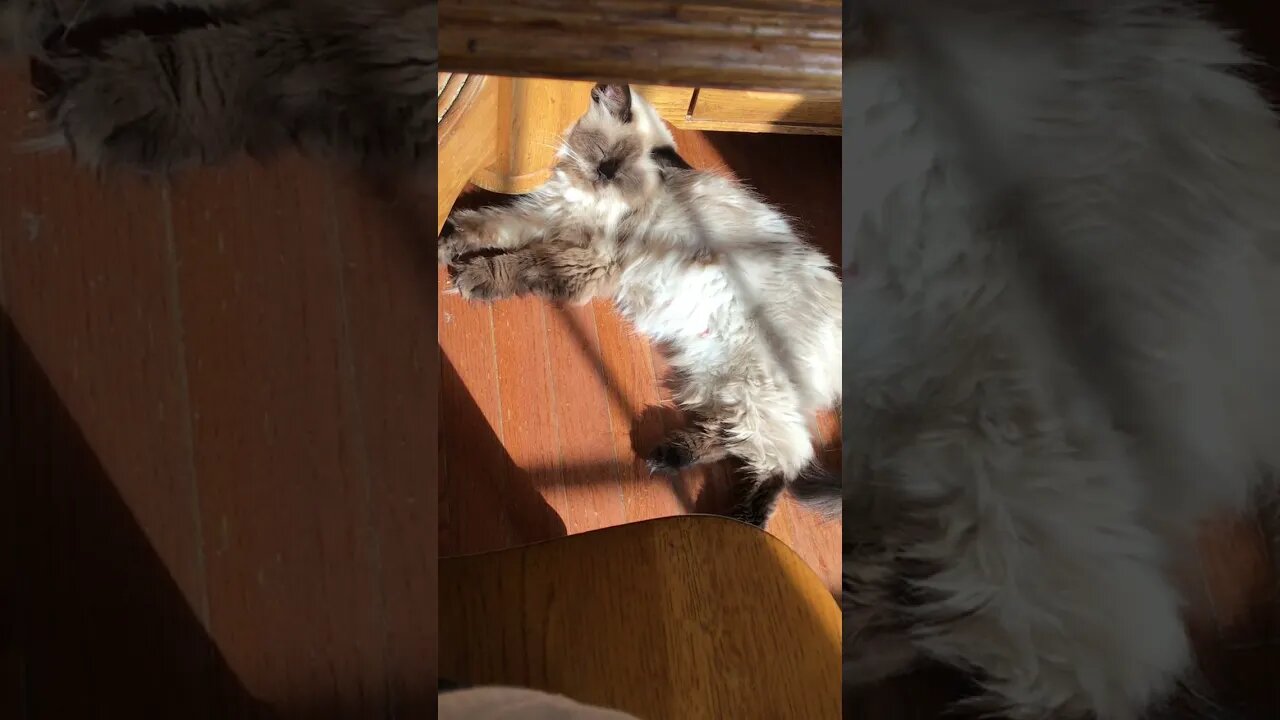 Adorable Misha Cat Sleeping In The Sunlight! 🌞