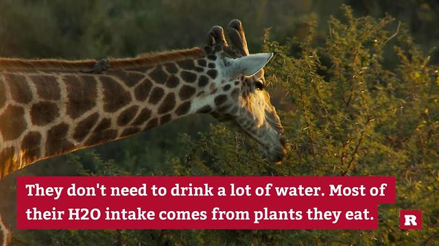 Giraffe Facts You Can't Live Without | Rare Animals