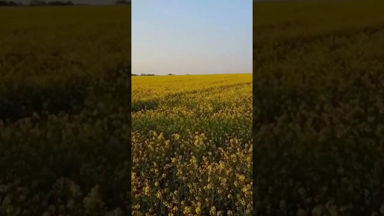 DINHEIRO INESPERADO 07