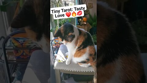 Tiny Tarot:Suzi Cat Tasty Love ❤️🔥💋#lowkeymagickal #tinytarot #tarot #motivation #cats