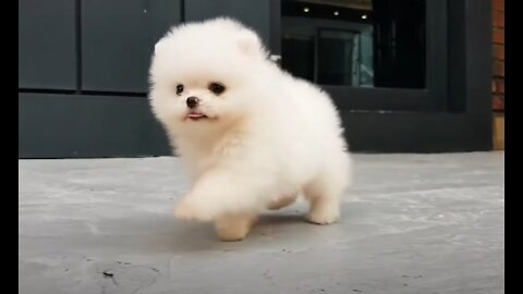 Lovely and cute puppy pomeranian family dog