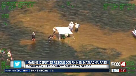 Deputies rescue stranded dolphin in Matlacha Pass