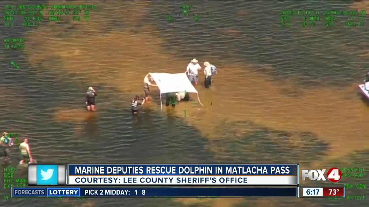 Deputies rescue stranded dolphin in Matlacha Pass