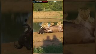 lioness pride hunting buffalo