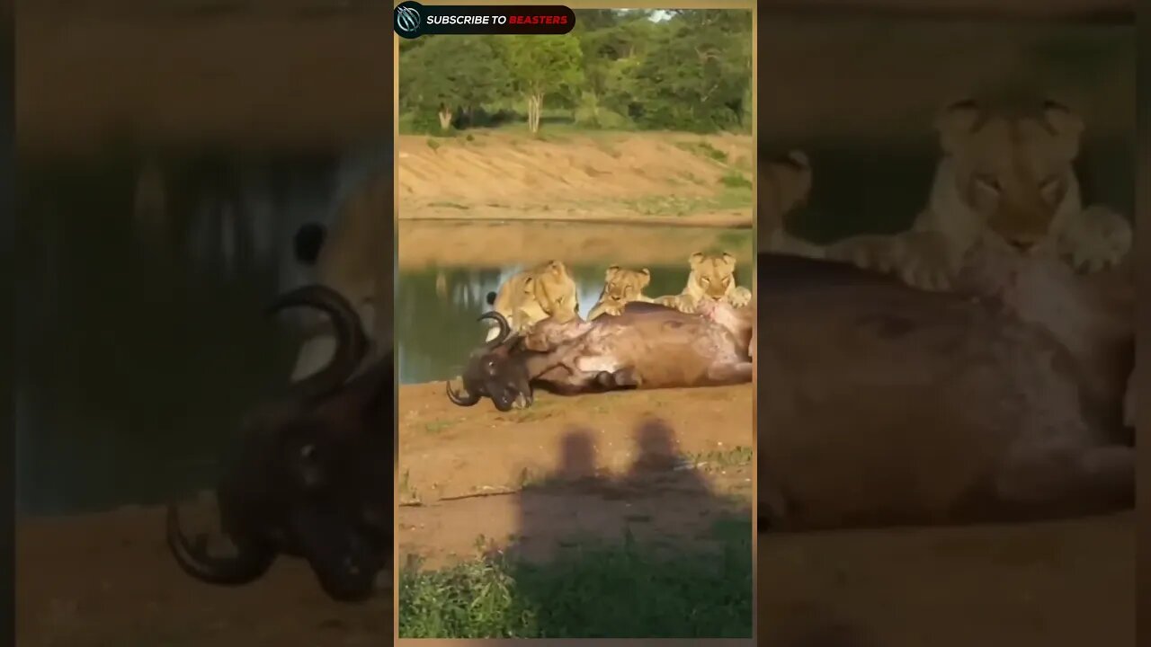 lioness pride hunting buffalo
