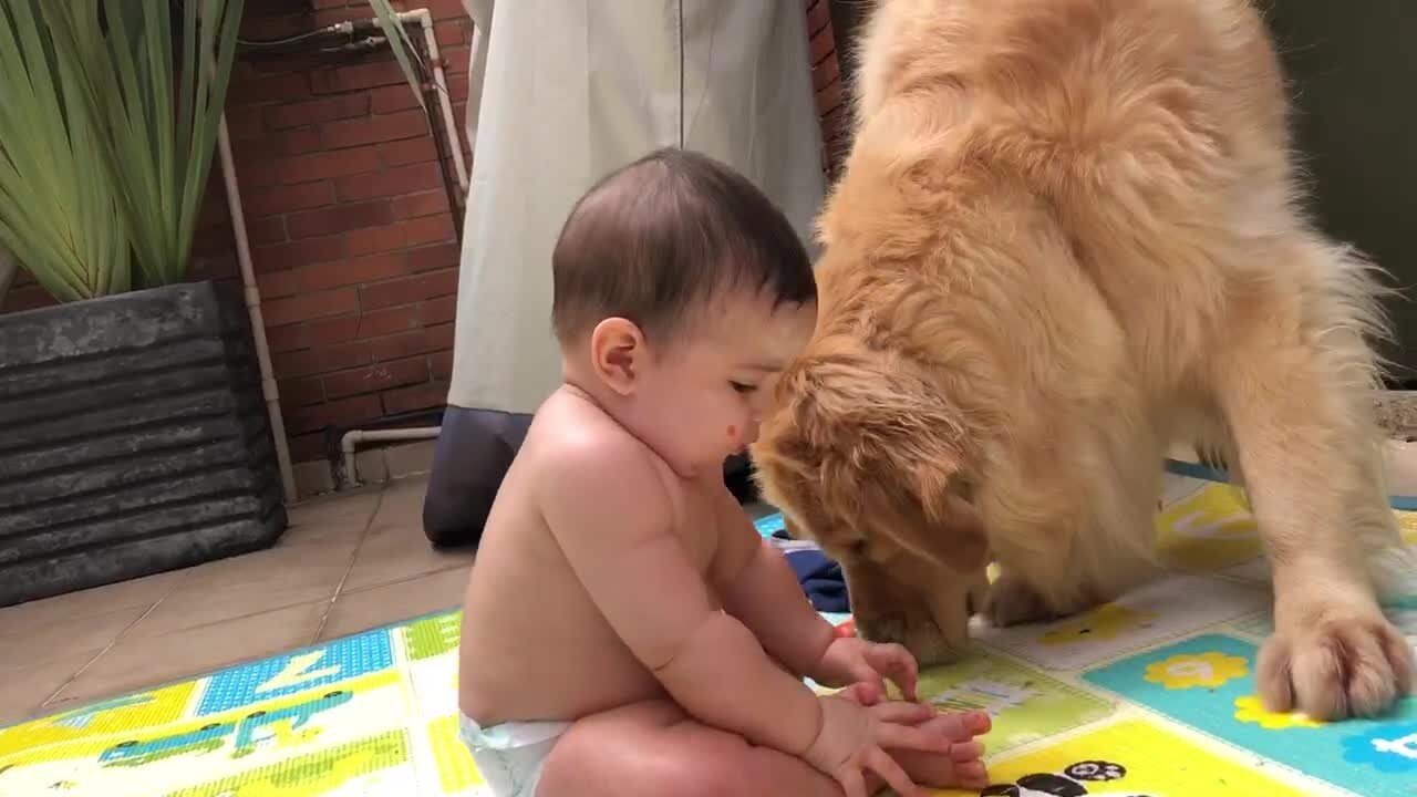 Golden Retriever Takes Advantage Of Baby's Sloppy Eating Habits