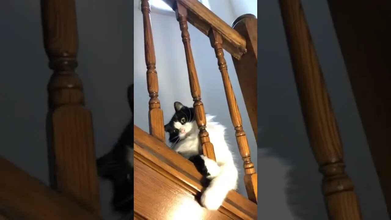 Cat getting caught derping then pretends to be normal