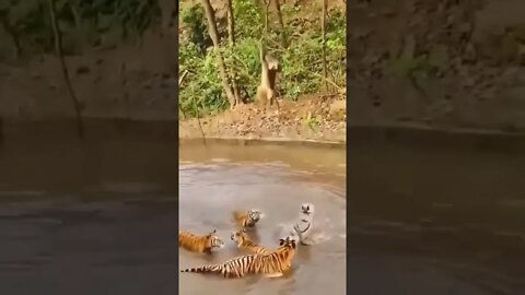 Monkey funny video with lions.