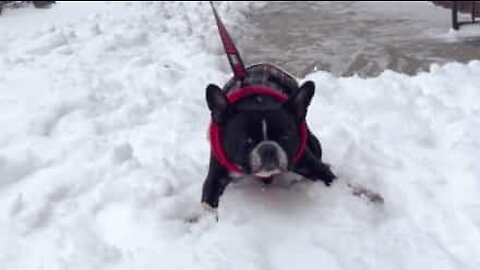 Bulldog francês detesta andar na neve