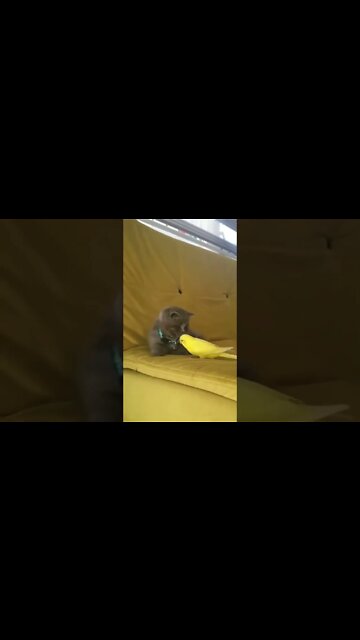 Cat wonders what bird is up to then decides it wants to be left alone 🥰😂 #cat #funny #cute