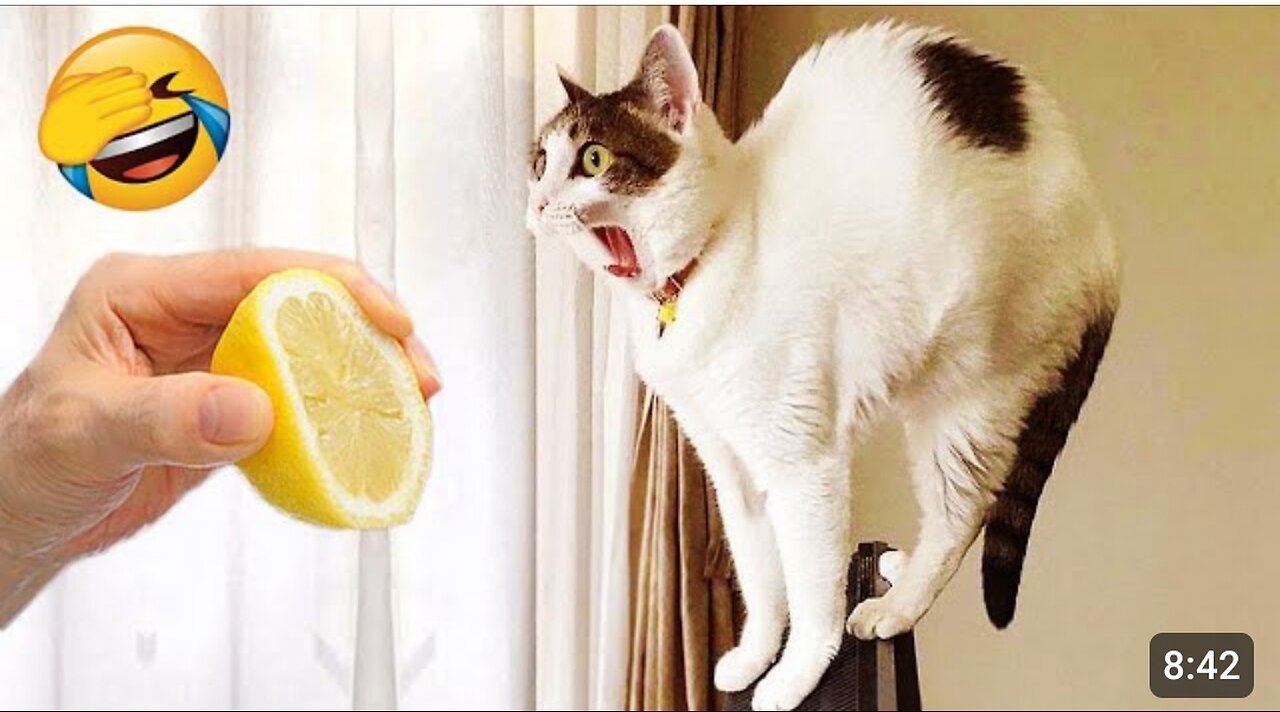 Funniest Animals - Funny Dog And Cat - Funny Animals Video