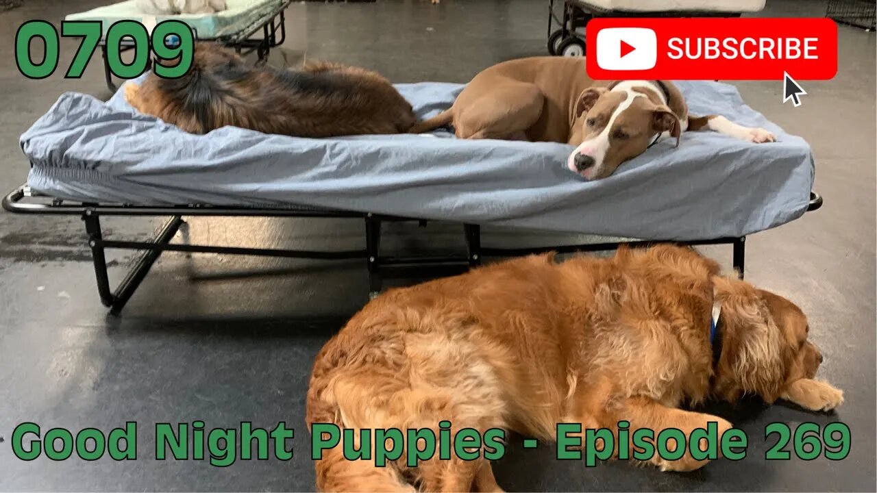 [0709] GOOD NIGHT PUPPIES - EPISODE 269 [#dogs #doggos #doggies #puppies #dogdaycare]