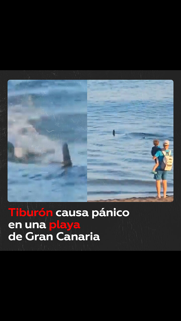Tiburón de más de dos metros es avistado en una playa española