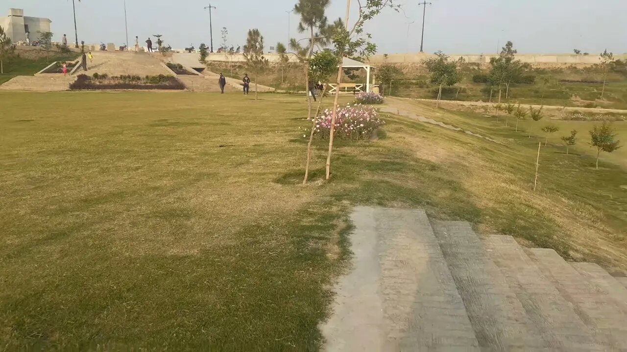 White & purple flowers in green field
