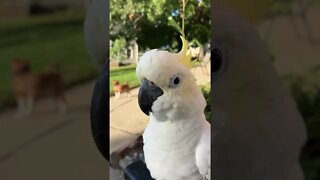 Ahhh what doin? #cutepets #shorts #cockatoo #funnyanimals #fyp