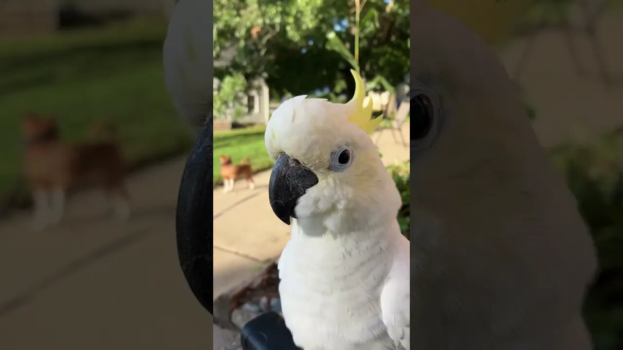 Ahhh what doin? #cutepets #shorts #cockatoo #funnyanimals #fyp