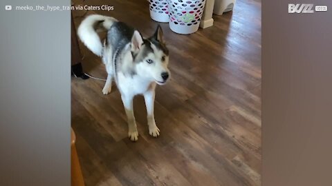 Chien paralysé devant une cheminée