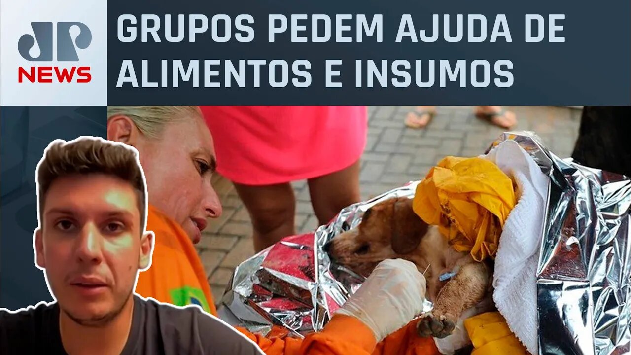 Voluntários trabalham para resgatar animais na tragédia do Litoral Norte