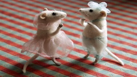 Funny Rat dance 2021..