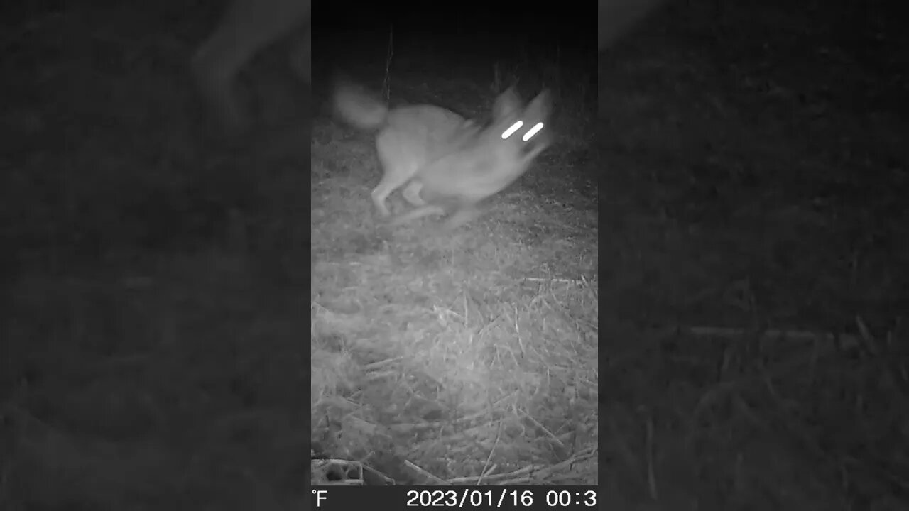 Camera-shy coyote #shorts